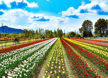 Srinagar 7 Days Tour Package